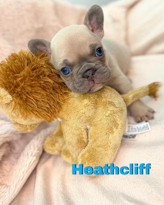 Bulldog Francese Esotici Lilac Fawn