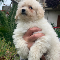 Barboncino nano bianco