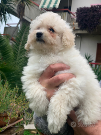 Barboncino nano bianco