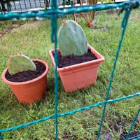 BABY FICHI D INDIA X FUTURI ALBERI EURO 5-10