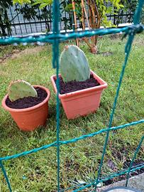 BABY FICHI D INDIA X FUTURI ALBERI EURO 5-10