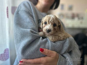 Maltipoo