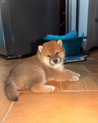 Cuccioli di shiba inu