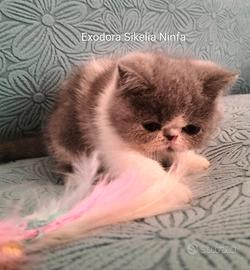 Exotic Shorthair Persiano