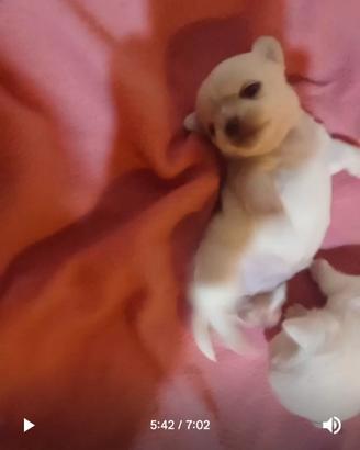 Cuccioli di chihuahua pedigree ENCI eccellente