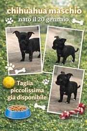 Cucciolo maschio chihuahua taglia piccola