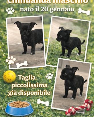 Cucciolo maschio chihuahua taglia piccola