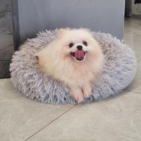 Femmina volpino Pomerania
