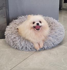 Femmina volpino Pomerania