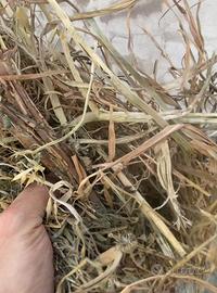 Fieni di Loieto, Erba Medica o Brado