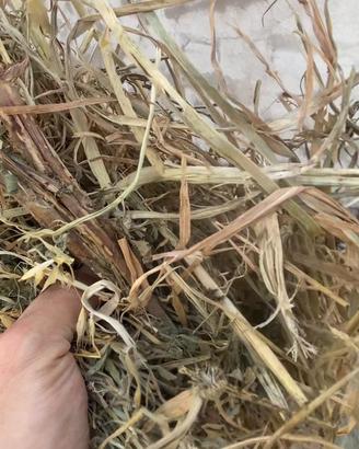 Fieni di Loieto, Erba Medica o Brado