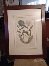 Incisione antica 1715 Botanica 