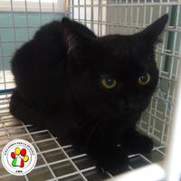 TOM giovanissimo panterone