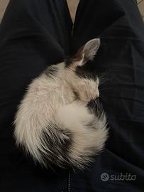 Gattino 2 mesi maschietto