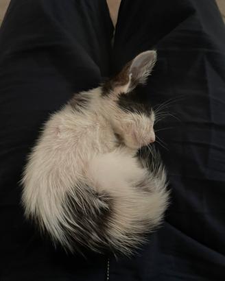 Gattino 2 mesi maschietto