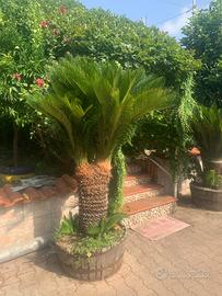 Cycas