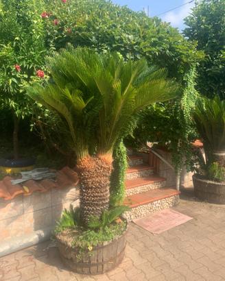 Cycas