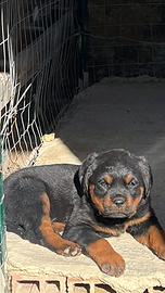 Cucciola rottweiler
