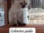 Immagine 3