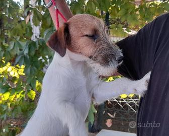 Jack Russell Terrier Broken/Ruvido