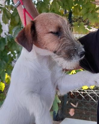 Jack Russell Terrier Broken/Ruvido