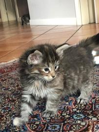 Splendidi cuccioli di gatto norvegese foreste