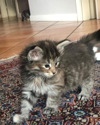 Splendidi cuccioli di gatto norvegese foreste
