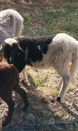 Agnello da riproduzione