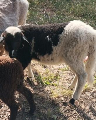 Agnello da riproduzione