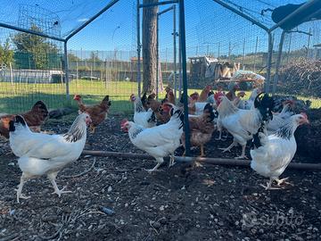 Galline