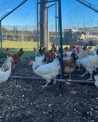 Galline