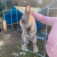 Conigli delle fiandre