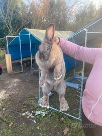 Conigli delle fiandre