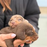 Bassotto kaninchen Arlecchino e choco tan