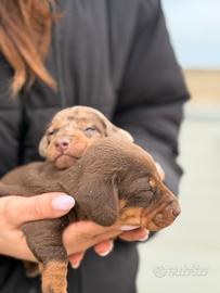 Bassotto kaninchen Arlecchino e choco tan