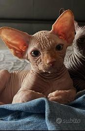 Gatto Sphynx
