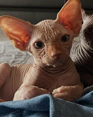 Gatto Sphynx