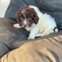 Lagotto romagnolo