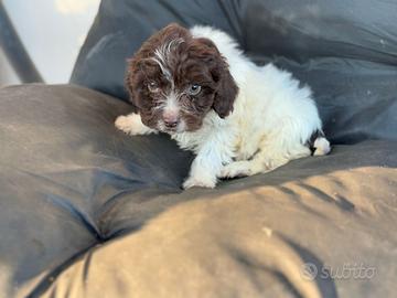 Lagotto romagnolo