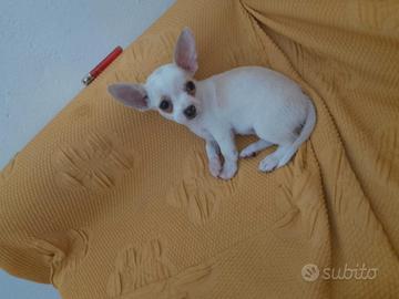 Chuwawa toy