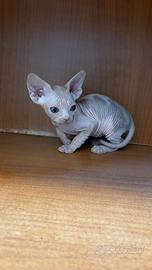 Sphynx cucciolo