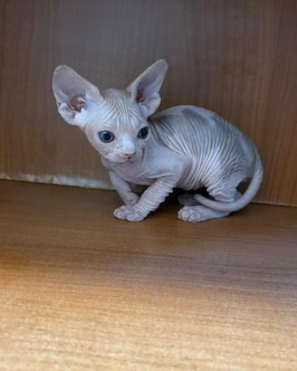 Sphynx cucciolo