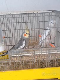 Animal