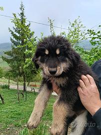 Cuccioli di pastore della Sila