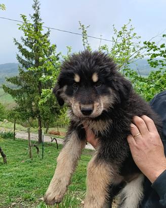 Cuccioli di pastore della Sila