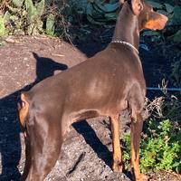 Dobermann