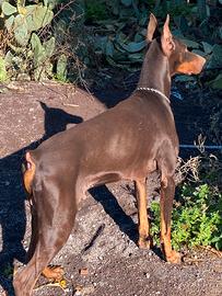 Dobermann