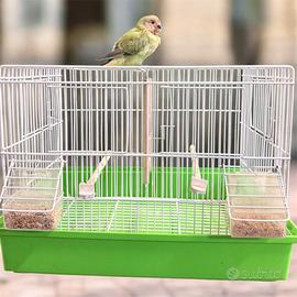 Pappagallo addestrato a mano