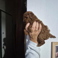 Barboncinatoy pedigree enci