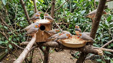 Vendita Diamantini Mandarini - Giovani e in Buona